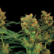 Blue Hash - DINAFEM | TanieSianie.pl