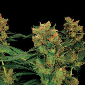 Blue Hash - DINAFEM | TanieSianie.pl