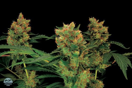 Blue Hash - DINAFEM | TanieSianie.pl