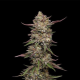 Guzzlerz - HUMBOLDT SEEDS COMPANY