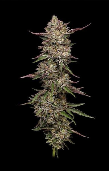 Guzzlerz - HUMBOLDT SEEDS COMPANY