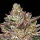 Guzzlerz - HUMBOLDT SEEDS COMPANY