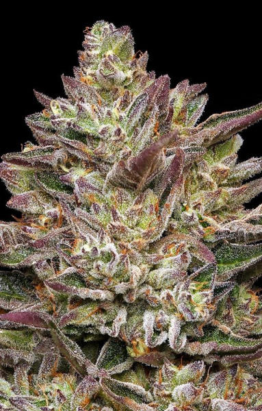 Guzzlerz - HUMBOLDT SEEDS COMPANY