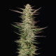 Gazzurple - HUMBOLDT SEEDS COMPANY