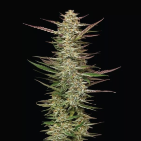 Gazzurple - HUMBOLDT SEEDS COMPANY