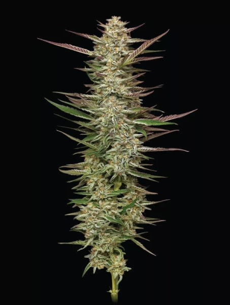 Gazzurple - HUMBOLDT SEEDS COMPANY