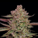 Gazzurple - HUMBOLDT SEEDS COMPANY