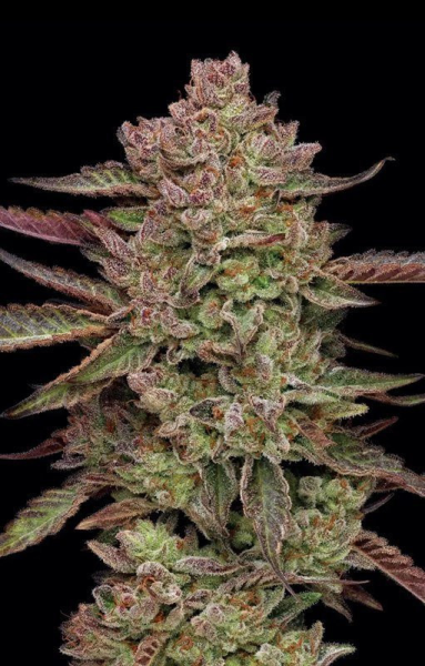 Gazzurple - HUMBOLDT SEEDS COMPANY
