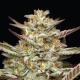Gazzurple - HUMBOLDT SEEDS COMPANY