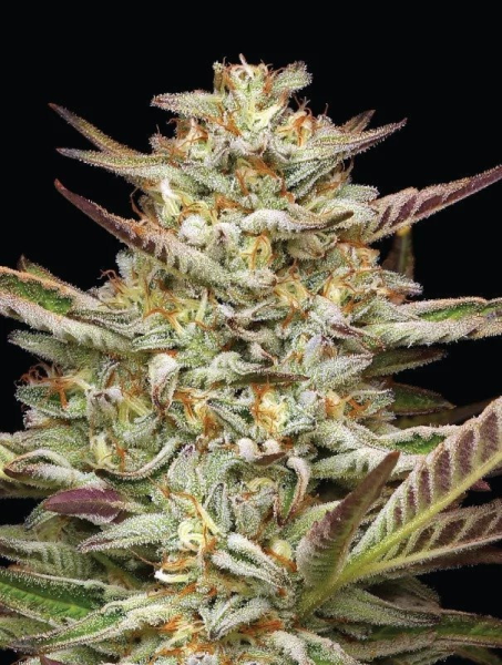 Gazzurple - HUMBOLDT SEEDS COMPANY