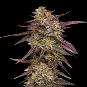 COB Salad - HUMBOLDT SEEDS COMPANY | TanieSianie.pl
