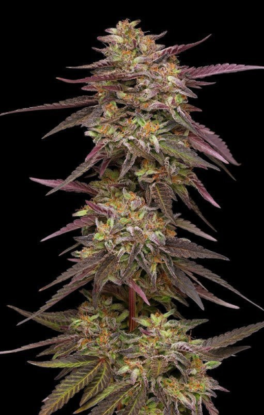COB Salad - HUMBOLDT SEEDS COMPANY | TanieSianie.pl