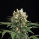Blue Thai - DINAFEM | TanieSianie.pl