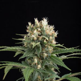 Blue Thai - DINAFEM | TanieSianie.pl