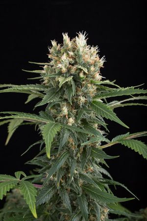 Blue Thai - DINAFEM | TanieSianie.pl