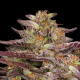 COB Salad - HUMBOLDT SEEDS COMPANY | TanieSianie.pl