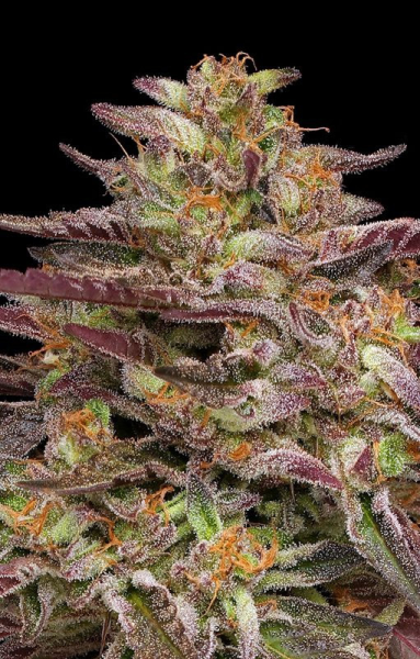 COB Salad - HUMBOLDT SEEDS COMPANY | TanieSianie.pl