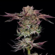 Jelly Donutz Auto - HUMBOLDT SEEDS COMPANY | TanieSianie.pl