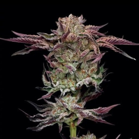 Jelly Donutz Auto - HUMBOLDT SEEDS COMPANY | TanieSianie.pl