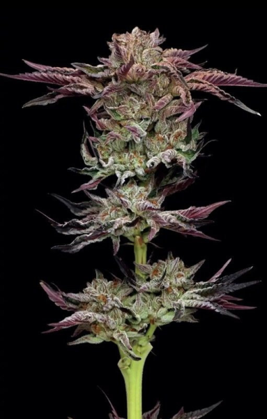 Jelly Donutz Auto - HUMBOLDT SEEDS COMPANY | TanieSianie.pl