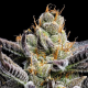 Jelly Donutz Auto - HUMBOLDT SEEDS COMPANY | TanieSianie.pl