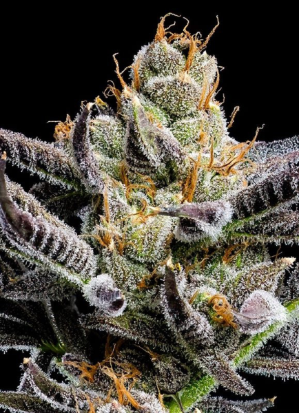 Jelly Donutz Auto - HUMBOLDT SEEDS COMPANY | TanieSianie.pl