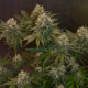 Jelly Donutz Auto - HUMBOLDT SEEDS COMPANY | TanieSianie.pl