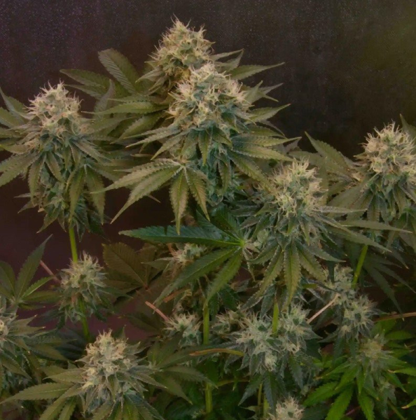 Jelly Donutz Auto - HUMBOLDT SEEDS COMPANY | TanieSianie.pl