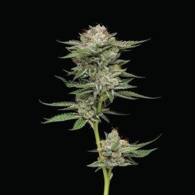Durban Poison Auto - HUMBOLDT SEEDS COMPANY | TanieSianie.pl