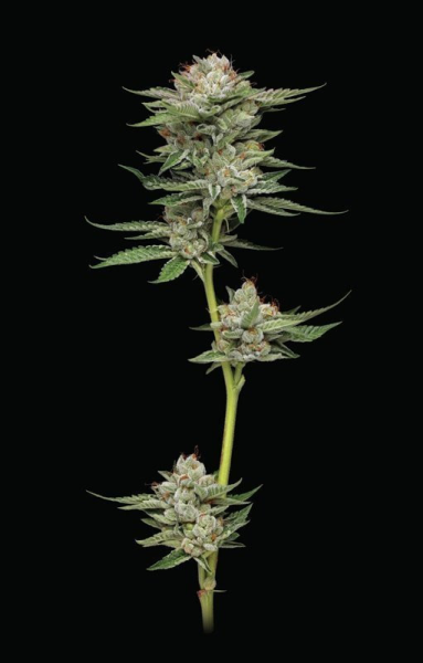 Durban Poison Auto - HUMBOLDT SEEDS COMPANY | TanieSianie.pl