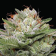 Durban Poison Auto - HUMBOLDT SEEDS COMPANY | TanieSianie.pl