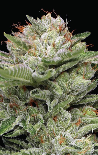 Durban Poison Auto - HUMBOLDT SEEDS COMPANY | TanieSianie.pl