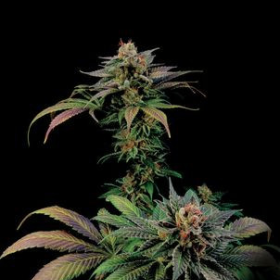 Blue Widow - DINAFEM | TanieSianie.pl