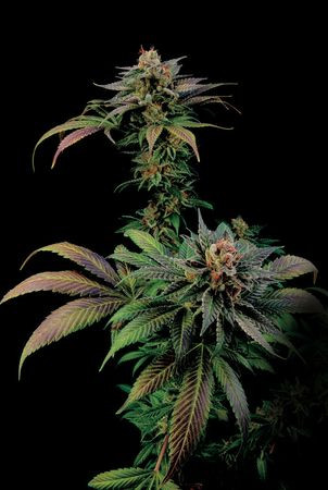 Blue Widow - DINAFEM | TanieSianie.pl