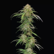 Ed Rosenthal's Super High Life - HUMBOLDT SEEDS COMPANY | TanieSianie.pl