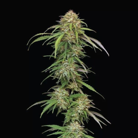Ed Rosenthal's Super High Life - HUMBOLDT SEEDS COMPANY | TanieSianie.pl