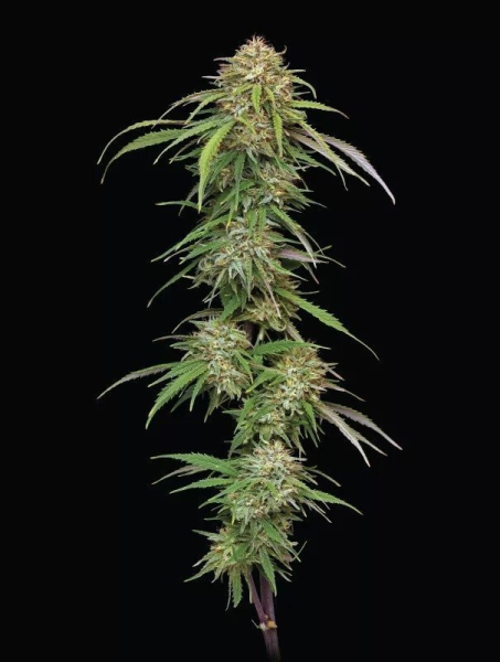 Ed Rosenthal's Super High Life - HUMBOLDT SEEDS COMPANY | TanieSianie.pl