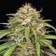 Ed Rosenthal's Super High Life - HUMBOLDT SEEDS COMPANY | TanieSianie.pl