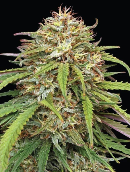Ed Rosenthal's Super High Life - HUMBOLDT SEEDS COMPANY | TanieSianie.pl