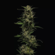 Pistachio - HUMBOLDT SEEDS COMPANY | TanieSianie.pl