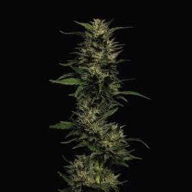 Pistachio - HUMBOLDT SEEDS COMPANY | TanieSianie.pl