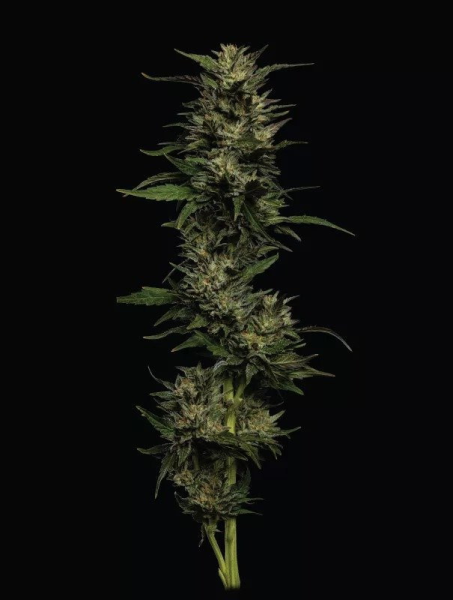 Pistachio - HUMBOLDT SEEDS COMPANY | TanieSianie.pl