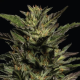Pistachio - HUMBOLDT SEEDS COMPANY | TanieSianie.pl