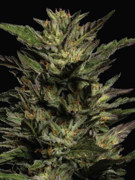 Pistachio - HUMBOLDT SEEDS COMPANY | TanieSianie.pl