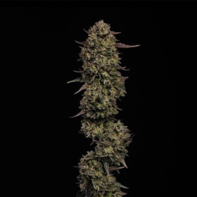 Caramel Cream - HUMBOLDT SEEDS COMPANY | TanieSianie.pl