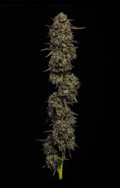 Caramel Cream - HUMBOLDT SEEDS COMPANY | TanieSianie.pl