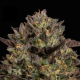 Caramel Cream - HUMBOLDT SEEDS COMPANY | TanieSianie.pl