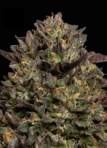 Caramel Cream - HUMBOLDT SEEDS COMPANY | TanieSianie.pl
