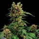 California Hash Plant - DINAFEM | TanieSianie.pl