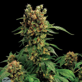 California Hash Plant - DINAFEM | TanieSianie.pl
